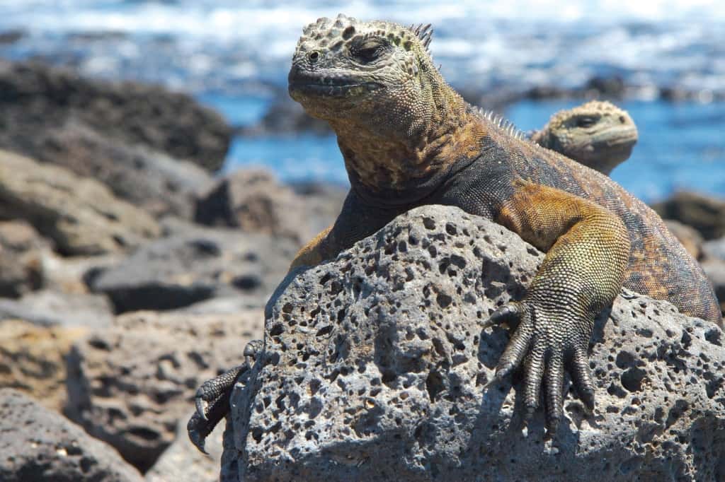galapagos marine iguana